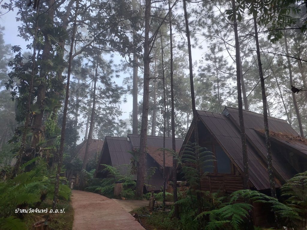 ป่าสนบ้านวัดจันทร์ 