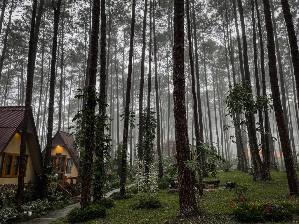 สวนป่าดอยบ่อหลวง เชียงใหม่
