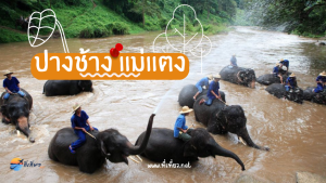 ปางช้างแม่แตง