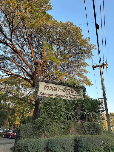 ข้าวเม่า-ข้าวฟ่างเชียงใหม่